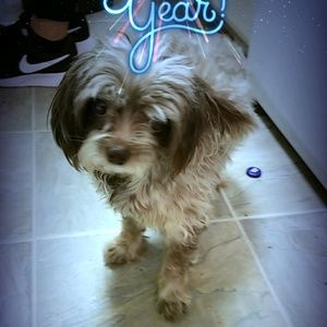 Meet your Posher, Grace